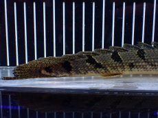 画像4: 【淡水魚】【通販】大きめ No2 ポリプテルス デルヘジィ コンゴ産 ワイルド【個体販売】(±25cm)(大型魚)(生体)(熱帯魚)NKO (4)