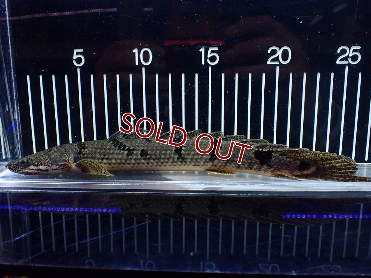 画像5: 【淡水魚】【通販】大きめ No2 ポリプテルス デルヘジィ コンゴ産 ワイルド【個体販売】(±25cm)(大型魚)(生体)(熱帯魚)NKO (5)