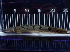 画像5: 【淡水魚】【通販】大きめ No2 ポリプテルス デルヘジィ コンゴ産 ワイルド【個体販売】(±25cm)(大型魚)(生体)(熱帯魚)NKO (5)