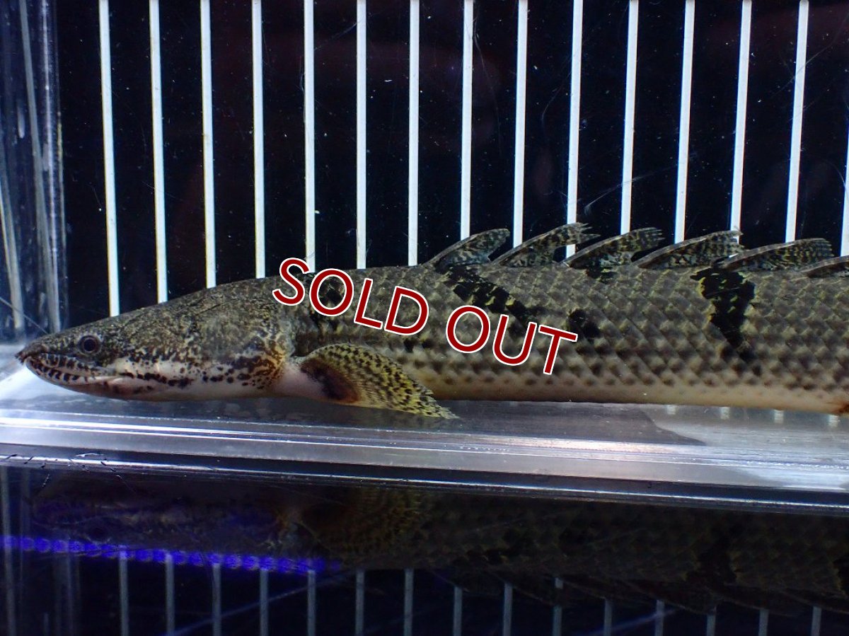 画像6: 【淡水魚】【通販】大きめ No2 ポリプテルス デルヘジィ コンゴ産 ワイルド【個体販売】(±25cm)(大型魚)(生体)(熱帯魚)NKO (6)