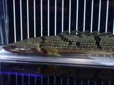 画像6: 【淡水魚】【通販】大きめ No2 ポリプテルス デルヘジィ コンゴ産 ワイルド【個体販売】(±25cm)(大型魚)(生体)(熱帯魚)NKO (6)