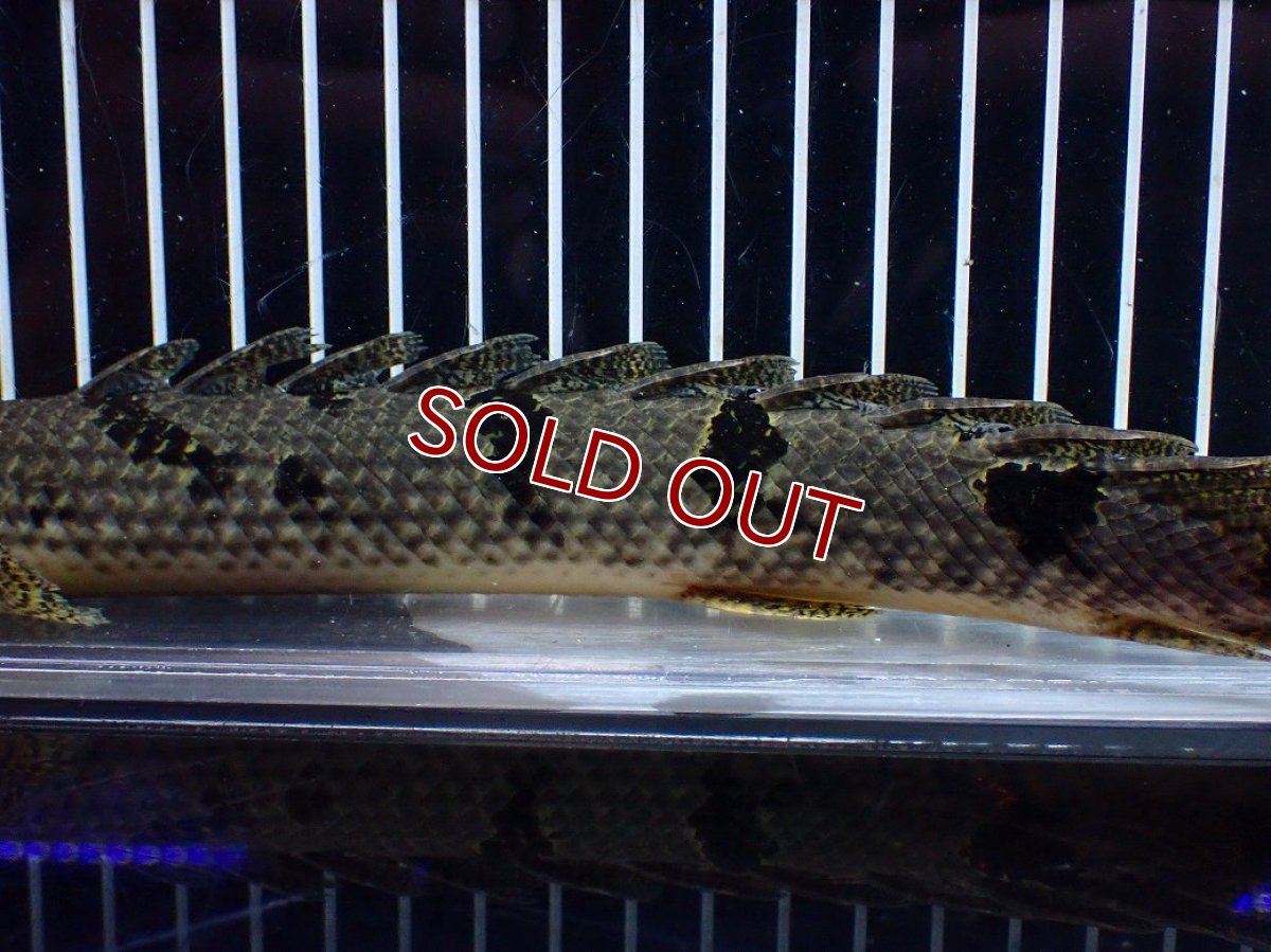 画像7: 【淡水魚】【通販】大きめ No2 ポリプテルス デルヘジィ コンゴ産 ワイルド【個体販売】(±25cm)(大型魚)(生体)(熱帯魚)NKO (7)