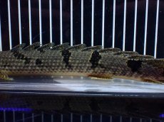 画像7: 【淡水魚】【通販】大きめ No2 ポリプテルス デルヘジィ コンゴ産 ワイルド【個体販売】(±25cm)(大型魚)(生体)(熱帯魚)NKO (7)