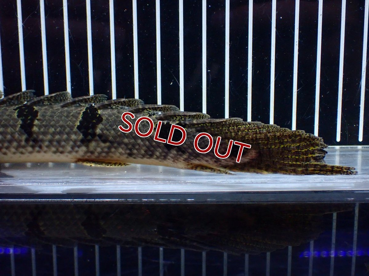 画像8: 【淡水魚】【通販】大きめ No2 ポリプテルス デルヘジィ コンゴ産 ワイルド【個体販売】(±25cm)(大型魚)(生体)(熱帯魚)NKO (8)