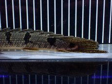 画像8: 【淡水魚】【通販】大きめ No2 ポリプテルス デルヘジィ コンゴ産 ワイルド【個体販売】(±25cm)(大型魚)(生体)(熱帯魚)NKO (8)