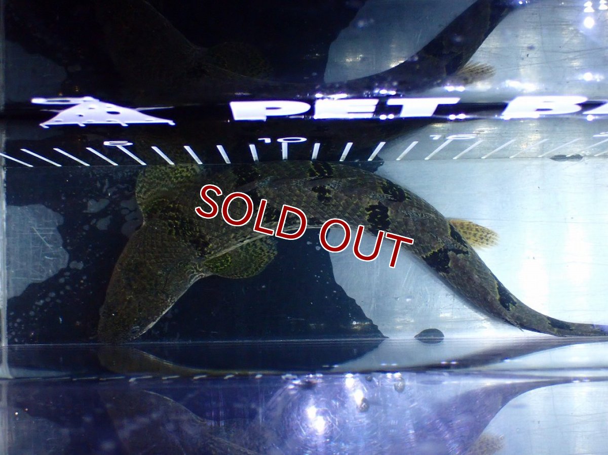 画像9: 【淡水魚】【通販】大きめ No2 ポリプテルス デルヘジィ コンゴ産 ワイルド【個体販売】(±25cm)(大型魚)(生体)(熱帯魚)NKO (9)