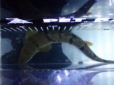 画像9: 【淡水魚】【通販】大きめ No2 ポリプテルス デルヘジィ コンゴ産 ワイルド【個体販売】(±25cm)(大型魚)(生体)(熱帯魚)NKO (9)