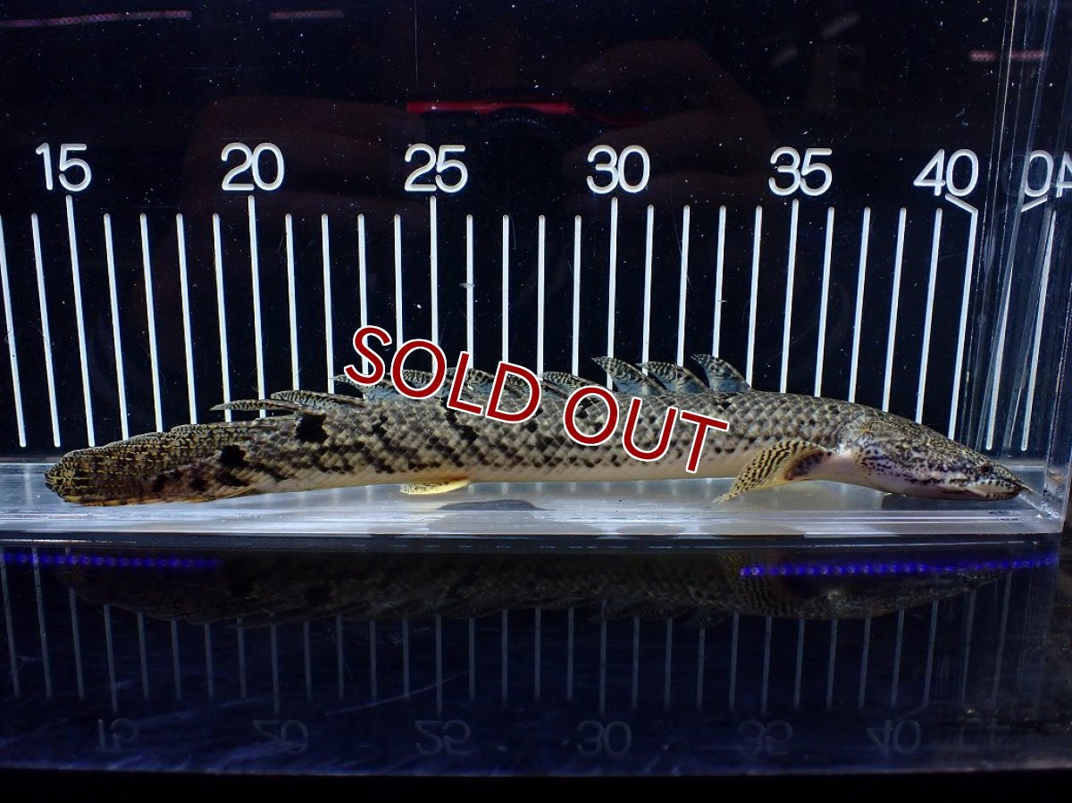 画像1: 【10%OFF対象商品30周年セール】【淡水魚】【通販】大きめ No3 ポリプテルス デルヘジィ コンゴ産 ワイルド【個体販売】(±25cm)(大型魚)(生体)(熱帯魚)NKO (1)