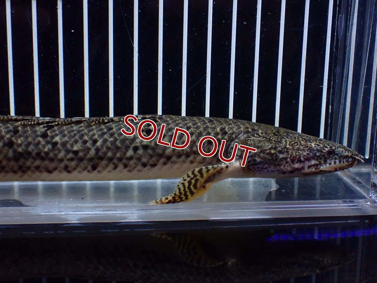 画像2: 【10%OFF対象商品30周年セール】【淡水魚】【通販】大きめ No3 ポリプテルス デルヘジィ コンゴ産 ワイルド【個体販売】(±25cm)(大型魚)(生体)(熱帯魚)NKO (2)