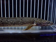 画像2: 【淡水魚】【通販】大きめ No3 ポリプテルス デルヘジィ コンゴ産 ワイルド【個体販売】(±25cm)(大型魚)(生体)(熱帯魚)NKO (2)