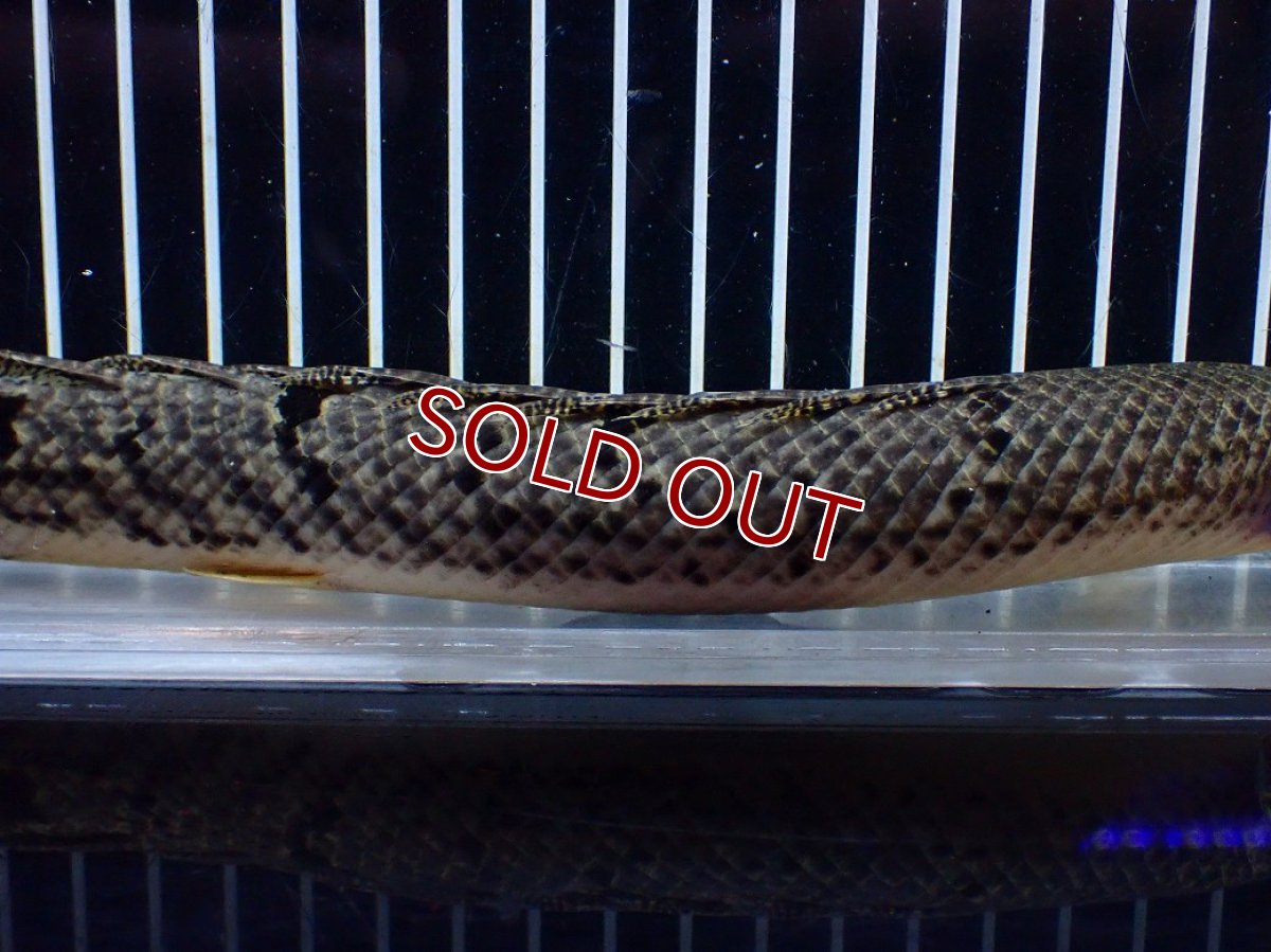 画像3: 【10%OFF対象商品30周年セール】【淡水魚】【通販】大きめ No3 ポリプテルス デルヘジィ コンゴ産 ワイルド【個体販売】(±25cm)(大型魚)(生体)(熱帯魚)NKO (3)