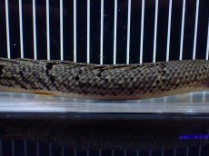 画像3: 【淡水魚】【通販】大きめ No3 ポリプテルス デルヘジィ コンゴ産 ワイルド【個体販売】(±25cm)(大型魚)(生体)(熱帯魚)NKO (3)