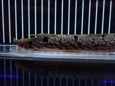 画像4: 【淡水魚】【通販】大きめ No3 ポリプテルス デルヘジィ コンゴ産 ワイルド【個体販売】(±25cm)(大型魚)(生体)(熱帯魚)NKO (4)