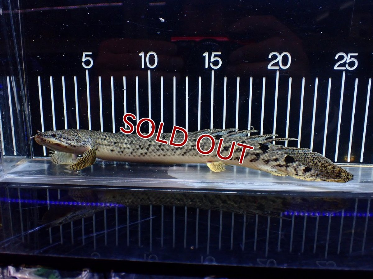 画像5: 【10%OFF対象商品30周年セール】【淡水魚】【通販】大きめ No3 ポリプテルス デルヘジィ コンゴ産 ワイルド【個体販売】(±25cm)(大型魚)(生体)(熱帯魚)NKO (5)
