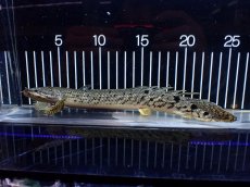 画像5: 【淡水魚】【通販】大きめ No3 ポリプテルス デルヘジィ コンゴ産 ワイルド【個体販売】(±25cm)(大型魚)(生体)(熱帯魚)NKO (5)