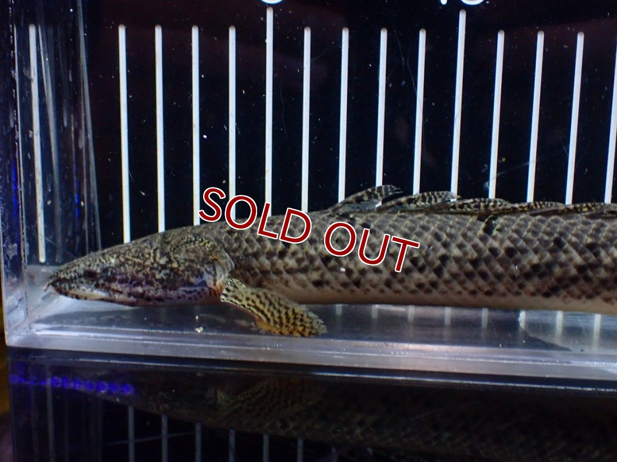 画像6: 【10%OFF対象商品30周年セール】【淡水魚】【通販】大きめ No3 ポリプテルス デルヘジィ コンゴ産 ワイルド【個体販売】(±25cm)(大型魚)(生体)(熱帯魚)NKO (6)