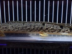 画像7: 【淡水魚】【通販】大きめ No3 ポリプテルス デルヘジィ コンゴ産 ワイルド【個体販売】(±25cm)(大型魚)(生体)(熱帯魚)NKO (7)