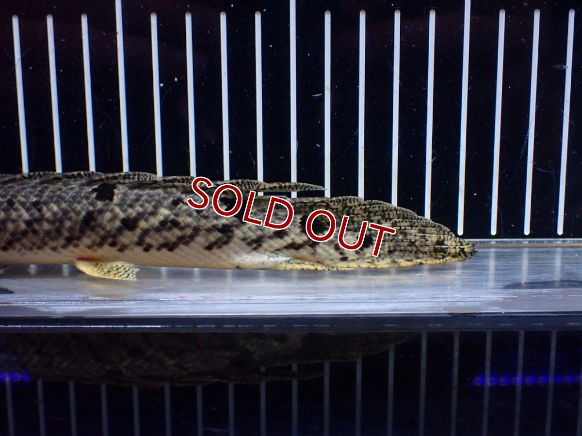 画像8: 【10%OFF対象商品30周年セール】【淡水魚】【通販】大きめ No3 ポリプテルス デルヘジィ コンゴ産 ワイルド【個体販売】(±25cm)(大型魚)(生体)(熱帯魚)NKO (8)