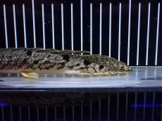 画像8: 【淡水魚】【通販】大きめ No3 ポリプテルス デルヘジィ コンゴ産 ワイルド【個体販売】(±25cm)(大型魚)(生体)(熱帯魚)NKO (8)