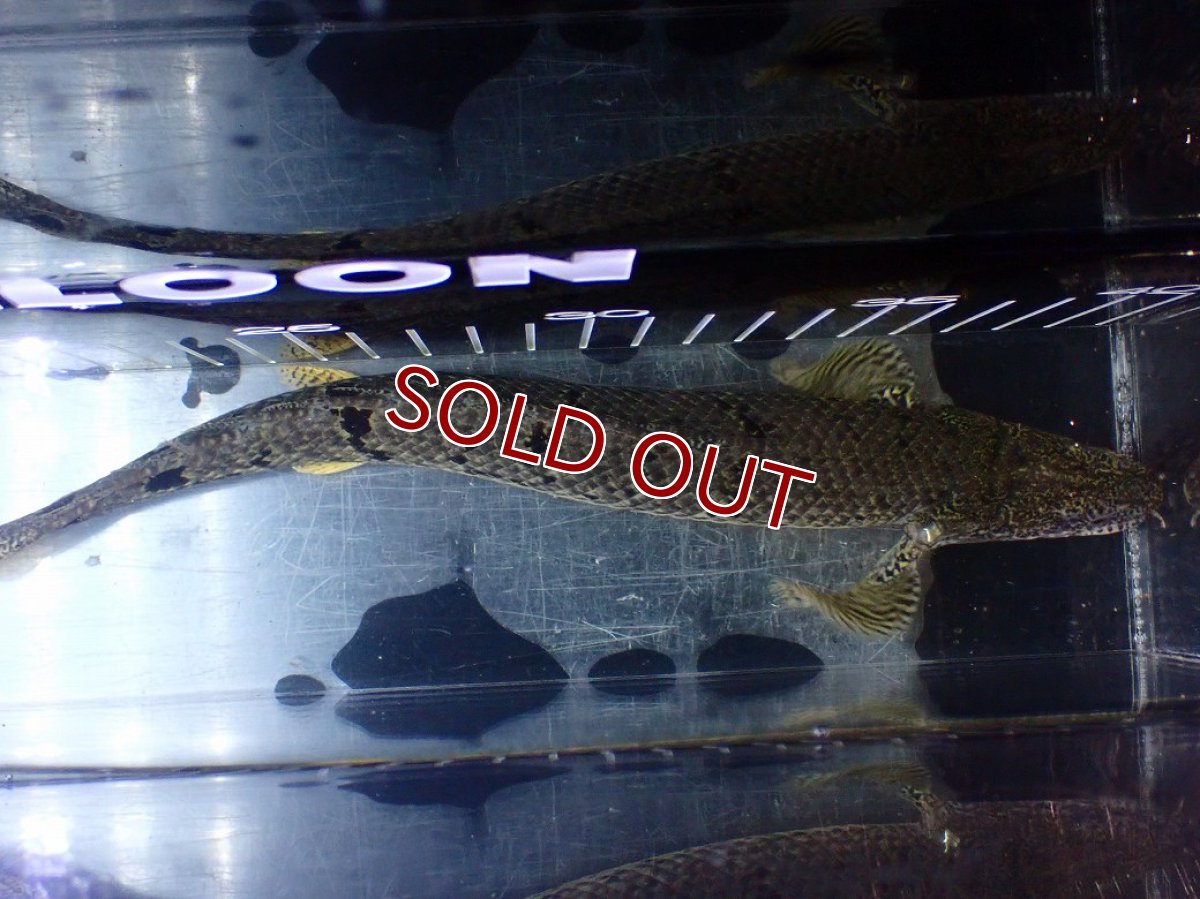 画像9: 【10%OFF対象商品30周年セール】【淡水魚】【通販】大きめ No3 ポリプテルス デルヘジィ コンゴ産 ワイルド【個体販売】(±25cm)(大型魚)(生体)(熱帯魚)NKO (9)