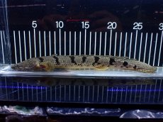 画像1: 【淡水魚】【通販】大きめ No4 ポリプテルス デルヘジィ コンゴ産 ワイルド【個体販売】(±26cm)(大型魚)(生体)(熱帯魚)NKO (1)