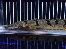 画像2: 【淡水魚】【通販】大きめ No4 ポリプテルス デルヘジィ コンゴ産 ワイルド【個体販売】(±26cm)(大型魚)(生体)(熱帯魚)NKO (2)