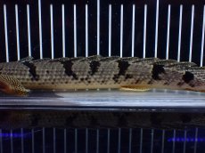 画像3: 【淡水魚】【通販】大きめ No4 ポリプテルス デルヘジィ コンゴ産 ワイルド【個体販売】(±26cm)(大型魚)(生体)(熱帯魚)NKO (3)