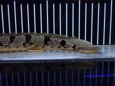 画像4: 【淡水魚】【通販】大きめ No4 ポリプテルス デルヘジィ コンゴ産 ワイルド【個体販売】(±26cm)(大型魚)(生体)(熱帯魚)NKO (4)