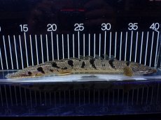 画像5: 【淡水魚】【通販】大きめ No4 ポリプテルス デルヘジィ コンゴ産 ワイルド【個体販売】(±26cm)(大型魚)(生体)(熱帯魚)NKO (5)