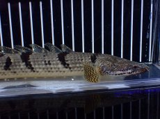 画像6: 【淡水魚】【通販】大きめ No4 ポリプテルス デルヘジィ コンゴ産 ワイルド【個体販売】(±26cm)(大型魚)(生体)(熱帯魚)NKO (6)