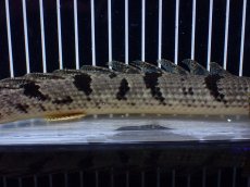 画像7: 【淡水魚】【通販】大きめ No4 ポリプテルス デルヘジィ コンゴ産 ワイルド【個体販売】(±26cm)(大型魚)(生体)(熱帯魚)NKO (7)