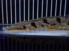 画像8: 【淡水魚】【通販】大きめ No4 ポリプテルス デルヘジィ コンゴ産 ワイルド【個体販売】(±26cm)(大型魚)(生体)(熱帯魚)NKO (8)