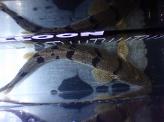 画像9: 【淡水魚】【通販】大きめ No4 ポリプテルス デルヘジィ コンゴ産 ワイルド【個体販売】(±26cm)(大型魚)(生体)(熱帯魚)NKO (9)