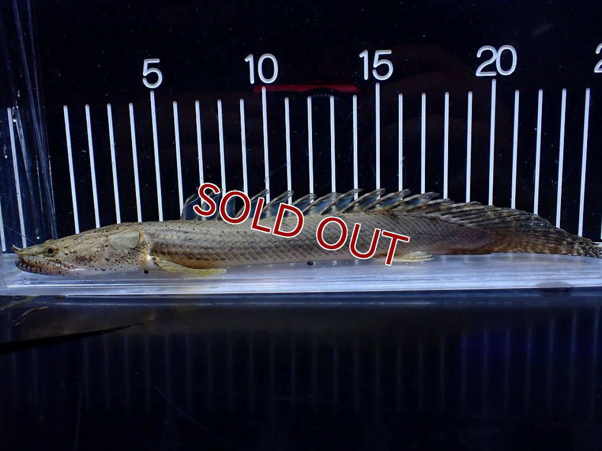 画像1: 【淡水魚】【通販】No1 ポリプテルス コンギクス(ビチャー) コンゴ産 ワイルド【個体販売】(±24cm)(大型魚)(生体)(熱帯魚)NKＯ (1)