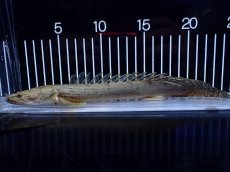 画像1: 【淡水魚】【通販】No1 ポリプテルス コンギクス(ビチャー) コンゴ産 ワイルド【個体販売】(±24cm)(大型魚)(生体)(熱帯魚)NKＯ (1)