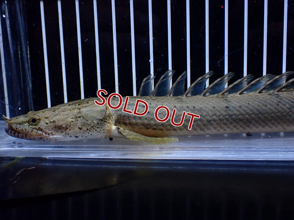 画像2: 【淡水魚】【通販】No1 ポリプテルス コンギクス(ビチャー) コンゴ産 ワイルド【個体販売】(±24cm)(大型魚)(生体)(熱帯魚)NKＯ (2)