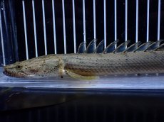 画像2: 【淡水魚】【通販】No1 ポリプテルス コンギクス(ビチャー) コンゴ産 ワイルド【個体販売】(±24cm)(大型魚)(生体)(熱帯魚)NKＯ (2)