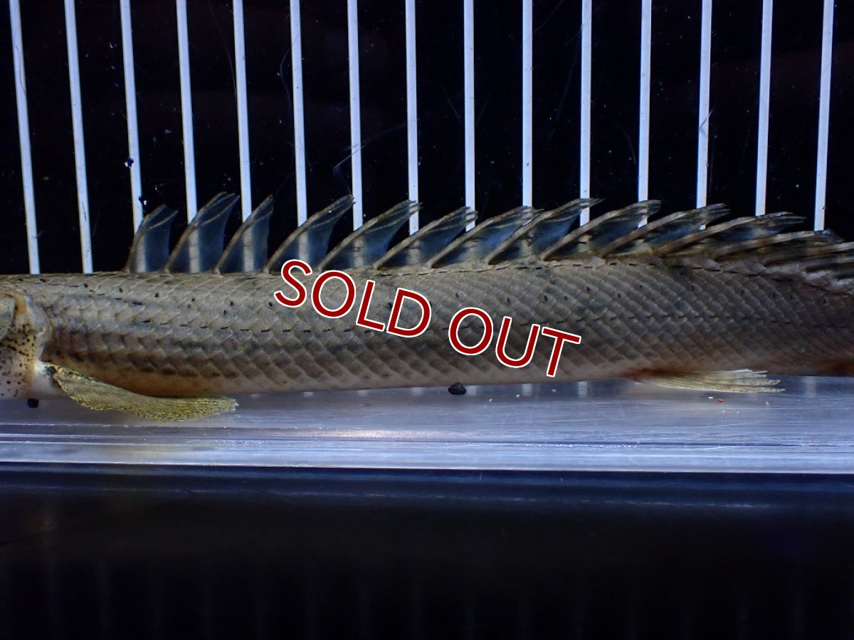 画像3: 【淡水魚】【通販】No1 ポリプテルス コンギクス(ビチャー) コンゴ産 ワイルド【個体販売】(±24cm)(大型魚)(生体)(熱帯魚)NKＯ (3)