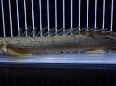 画像3: 【淡水魚】【通販】No1 ポリプテルス コンギクス(ビチャー) コンゴ産 ワイルド【個体販売】(±24cm)(大型魚)(生体)(熱帯魚)NKＯ (3)