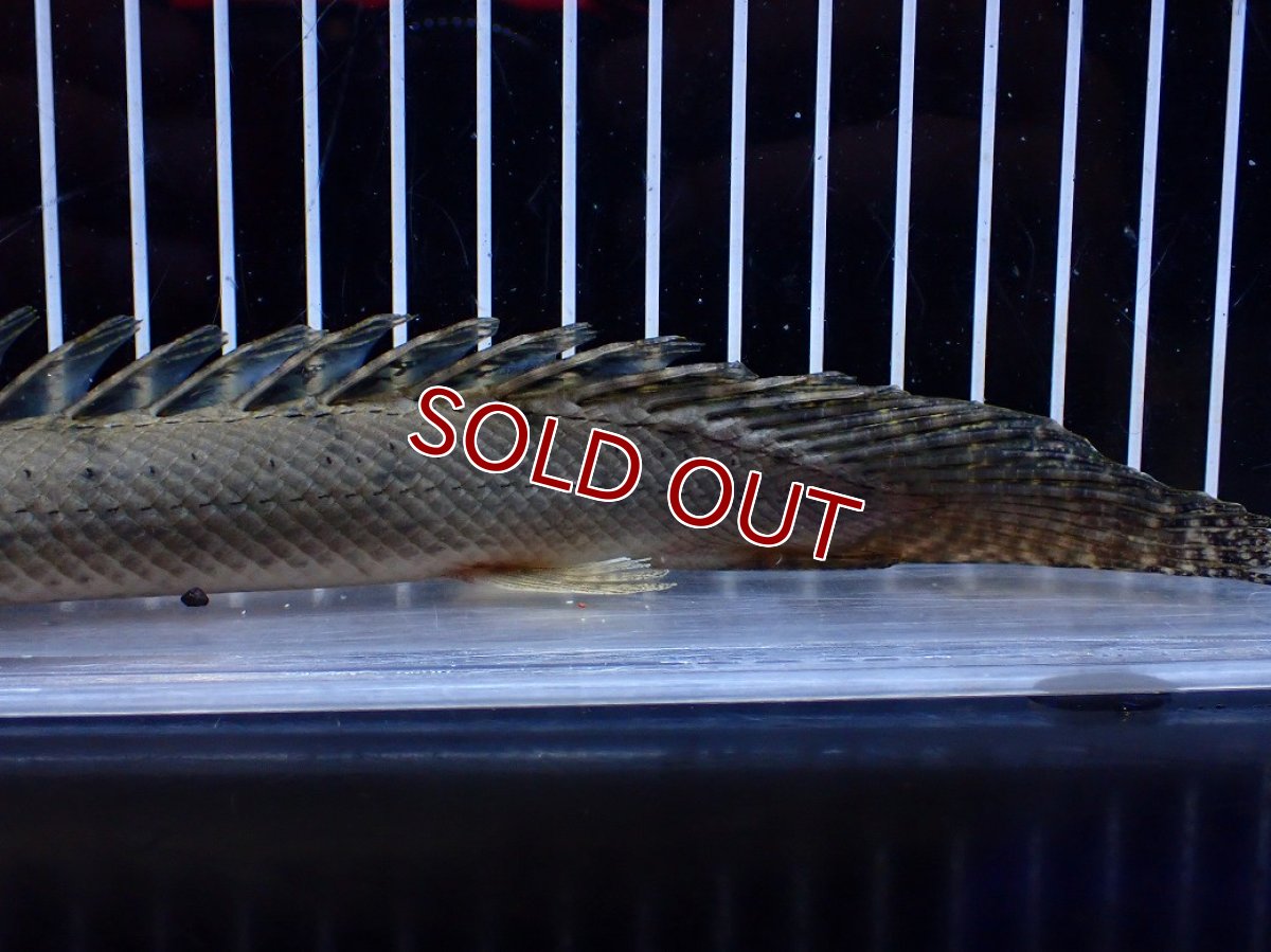 画像4: 【淡水魚】【通販】No1 ポリプテルス コンギクス(ビチャー) コンゴ産 ワイルド【個体販売】(±24cm)(大型魚)(生体)(熱帯魚)NKＯ (4)