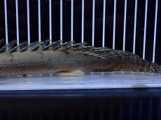 画像4: 【淡水魚】【通販】No1 ポリプテルス コンギクス(ビチャー) コンゴ産 ワイルド【個体販売】(±24cm)(大型魚)(生体)(熱帯魚)NKＯ (4)