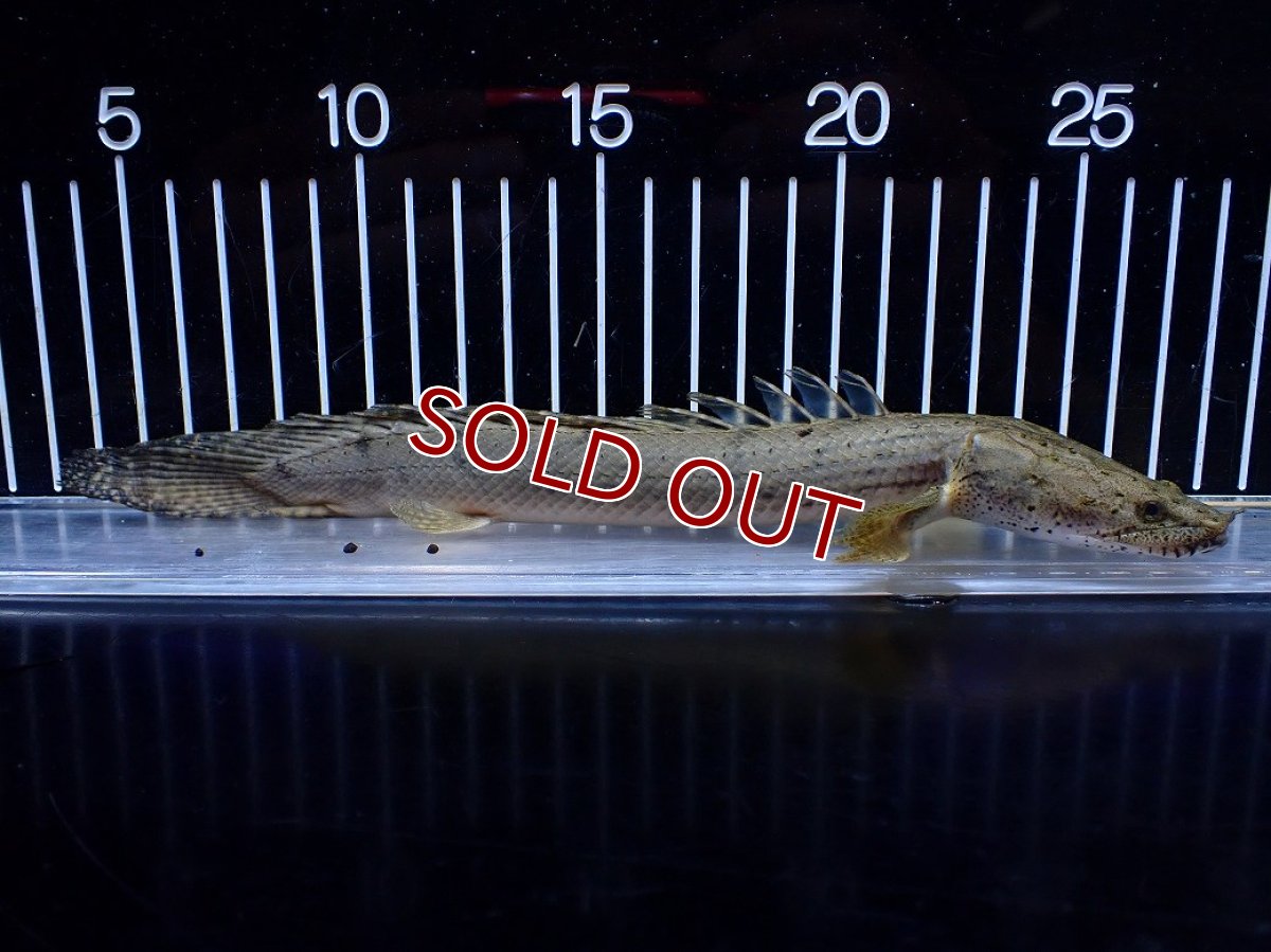 画像5: 【淡水魚】【通販】No1 ポリプテルス コンギクス(ビチャー) コンゴ産 ワイルド【個体販売】(±24cm)(大型魚)(生体)(熱帯魚)NKＯ (5)