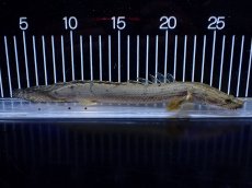 画像5: 【淡水魚】【通販】No1 ポリプテルス コンギクス(ビチャー) コンゴ産 ワイルド【個体販売】(±24cm)(大型魚)(生体)(熱帯魚)NKＯ (5)