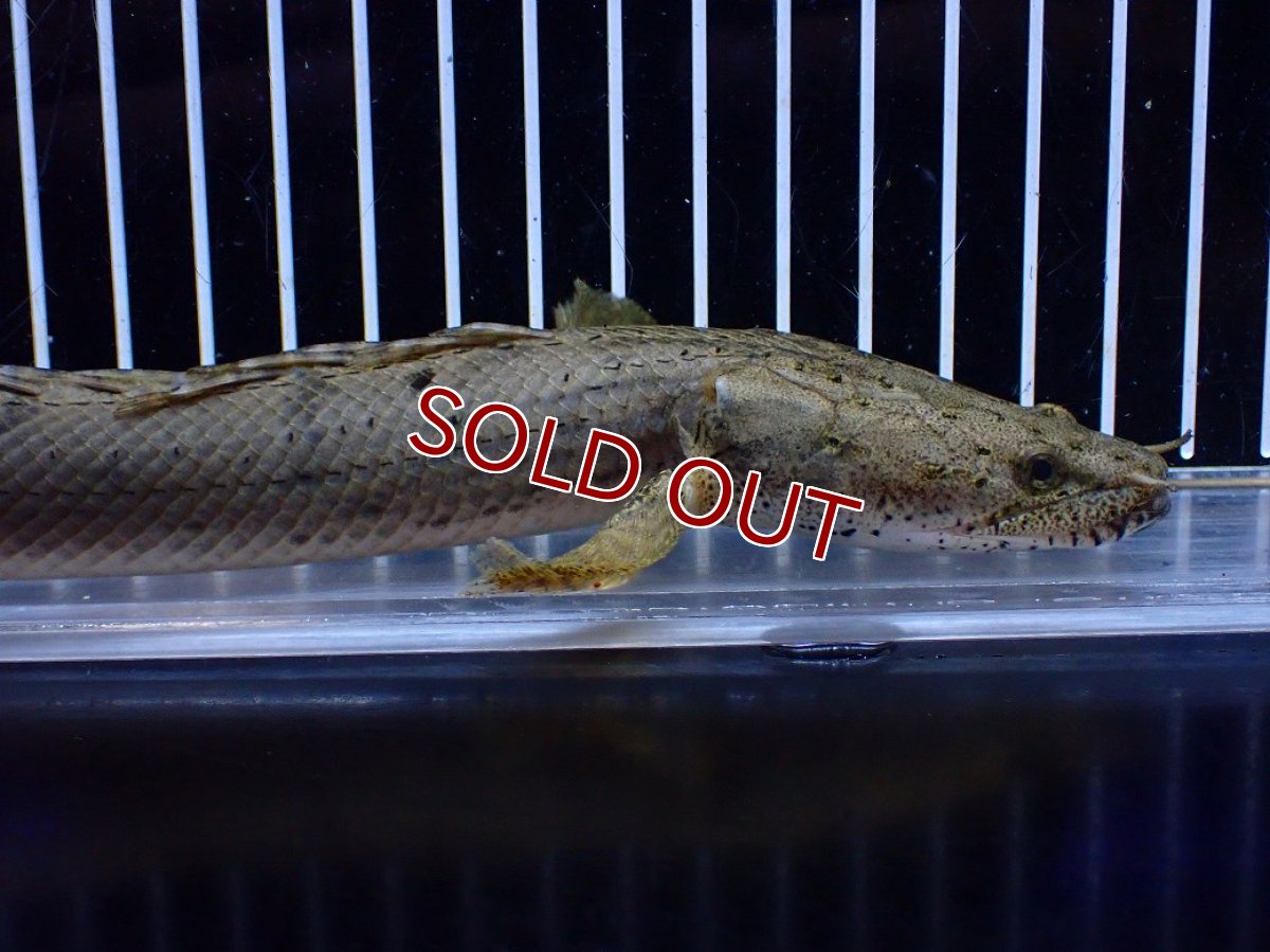 画像6: 【淡水魚】【通販】No1 ポリプテルス コンギクス(ビチャー) コンゴ産 ワイルド【個体販売】(±24cm)(大型魚)(生体)(熱帯魚)NKＯ (6)