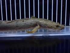 画像6: 【淡水魚】【通販】No1 ポリプテルス コンギクス(ビチャー) コンゴ産 ワイルド【個体販売】(±24cm)(大型魚)(生体)(熱帯魚)NKＯ (6)