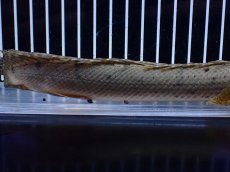 画像7: 【淡水魚】【通販】No1 ポリプテルス コンギクス(ビチャー) コンゴ産 ワイルド【個体販売】(±24cm)(大型魚)(生体)(熱帯魚)NKＯ (7)