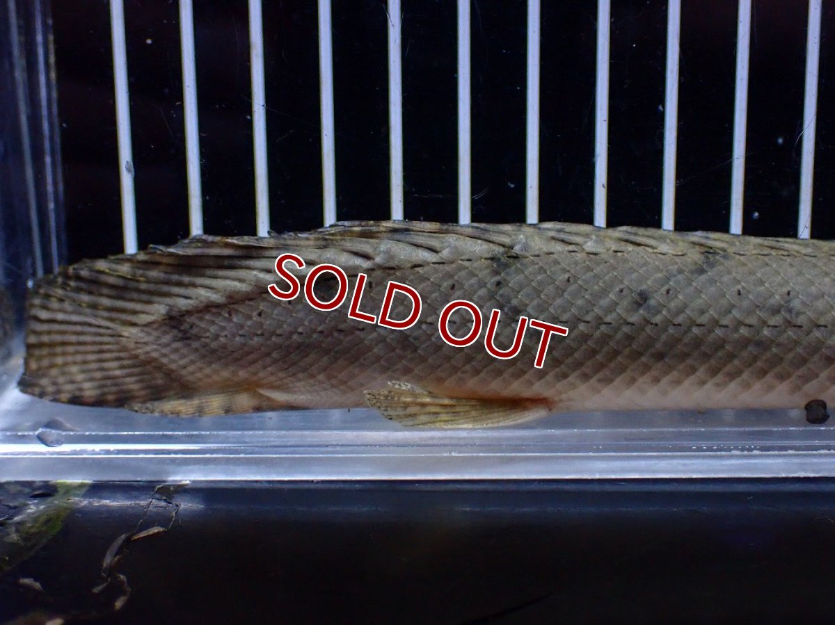 画像8: 【淡水魚】【通販】No1 ポリプテルス コンギクス(ビチャー) コンゴ産 ワイルド【個体販売】(±24cm)(大型魚)(生体)(熱帯魚)NKＯ (8)