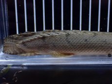 画像8: 【淡水魚】【通販】No1 ポリプテルス コンギクス(ビチャー) コンゴ産 ワイルド【個体販売】(±24cm)(大型魚)(生体)(熱帯魚)NKＯ (8)