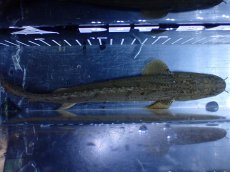 画像9: 【淡水魚】【通販】No1 ポリプテルス コンギクス(ビチャー) コンゴ産 ワイルド【個体販売】(±24cm)(大型魚)(生体)(熱帯魚)NKＯ (9)