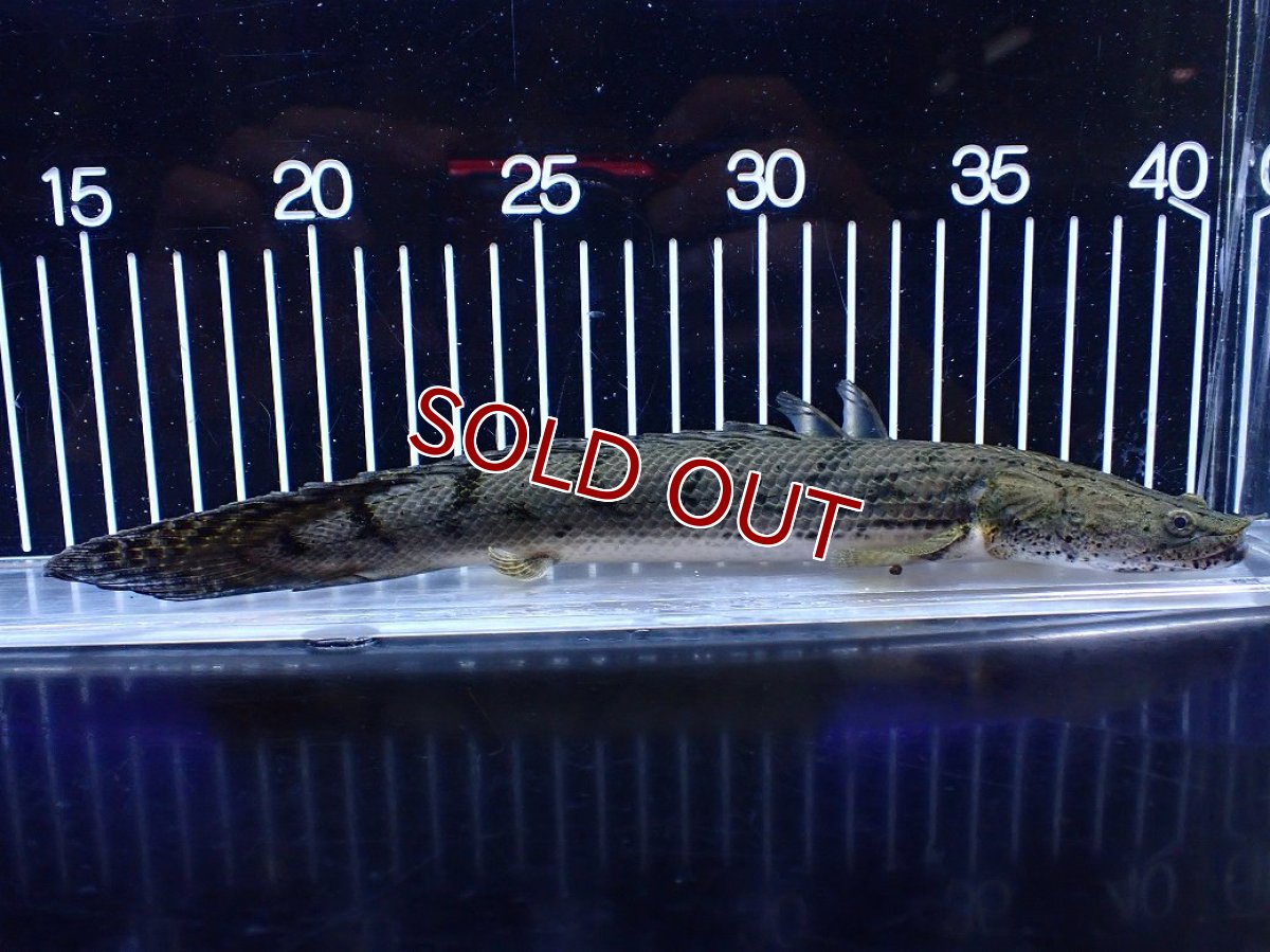 画像1: 【淡水魚】【通販】No2 ポリプテルス コンギクス(ビチャー) コンゴ産 ワイルド【個体販売】(±25cm)(大型魚)(生体)(熱帯魚)NKＯ (1)